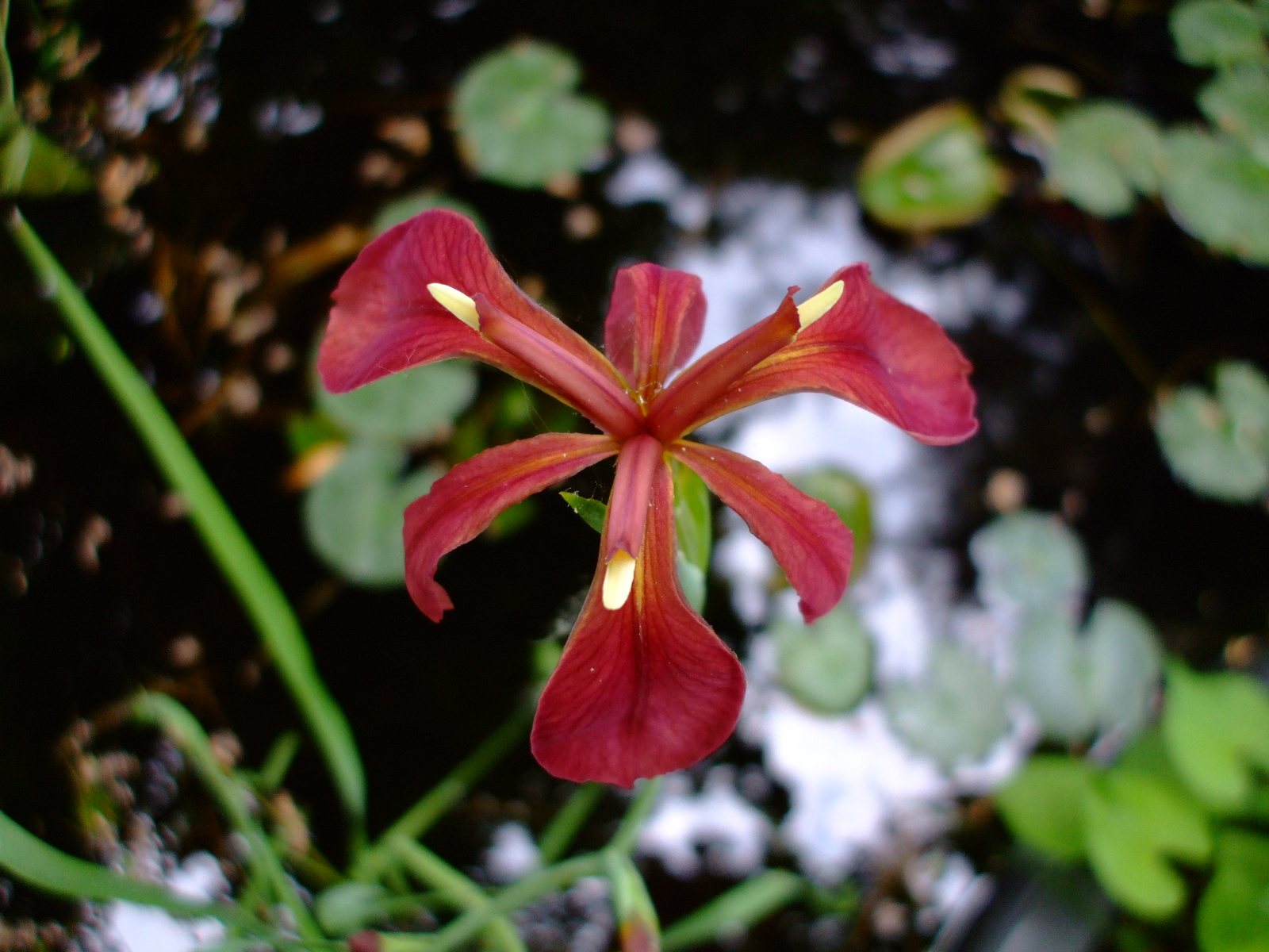 Iris fulva